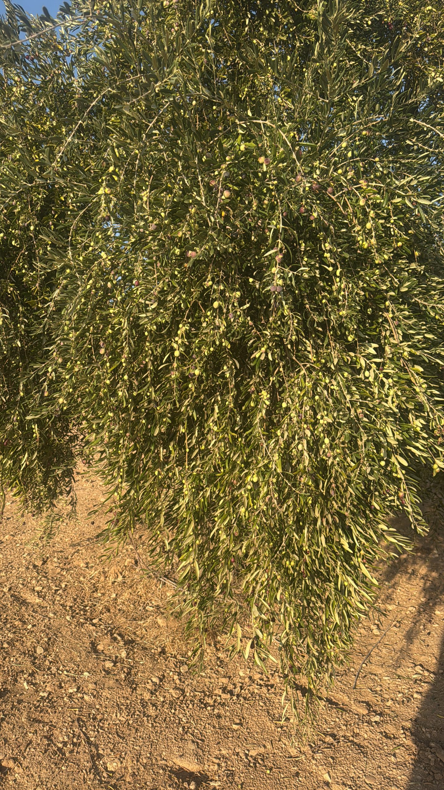 2025-2026 Yeni hasat 5L TUVA Naturel Sızma Zeytinyağı - Görsel 5